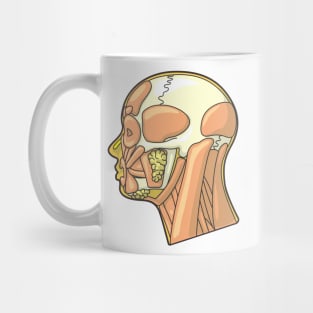 Muscles and External Anatomy of the Human Head Mug